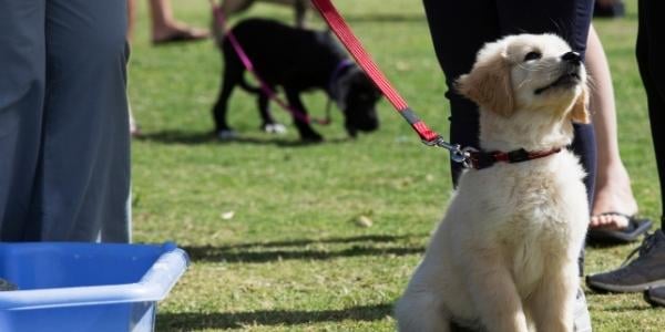 Puppy classes store